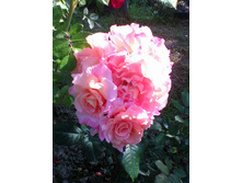 ������� �����