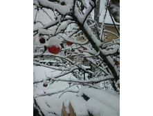 2016-11-05 15.04.55.jpg