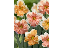 ���-����� ����������� ���-���� �� ���-��� 105 ���. ��. (� �������� 3 ��.). �� 45 ��. ������� ������� �� 10 ��.!!!!!!! ��������. ������������. ������������� .jpg