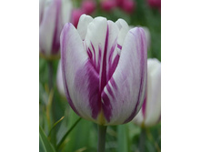 ������� ����� ������ ���-���� ��-�� ���. ����.jpg