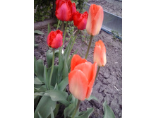 2017-05-16 17.44.51.jpg