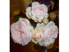 Stephanie Baronin zu Guttenberg