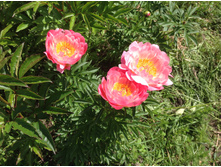 ���� ����� �������