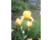 ���� ������ ������� 70-90��. 50 �.