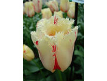 �������� ����������� ���-����� 163,3 ���. ��. (� �������� 7 ��.). ������ �� 50 ��. ������� ������ �� 10 ��.jpg