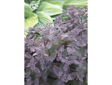 20258020 1991971770828386 1354131321335124072 n.jpg