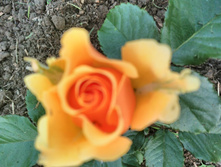 IMG 20170716 200810.jpg