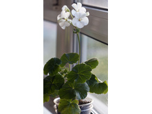 ���������� ���� F1 �����