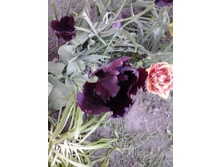 2017-05-22 18.07.34.jpg