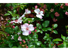 Astronomia/�������� ������