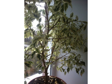 ������ ���������