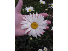 �������)