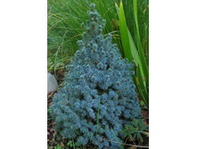 ��� ��������� ������� ���