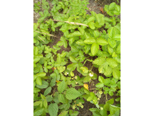 IMG 20170723 102915.jpg