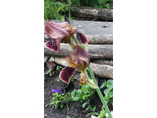 ���� ����������.jpg