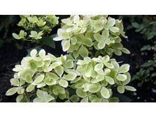 ��������� ����������� ������ ���� Rencolor