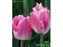 �������� ����������� ��-��� 111,3 ���. ��. (� �������� 7 ��.). ������ �� 40 ��. ������� ������ �� 10 ��.jpg