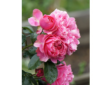 �������� �� �����