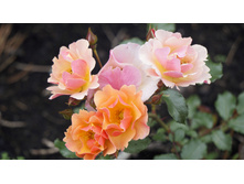 �������������� Jazz