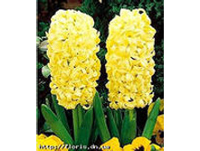 ��-���-�� ��-�� �� ��-��-��. 85,5 ���. ��. (� �������� 3 �.). ������ �� 25 ��. ������� ������ 4 ��..jpg