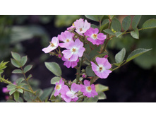 ������ �������