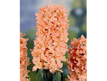 ��-���-�� �������� ���-����. 88,5 ���. ��. (� �������� 3 �.). ������ �� 25 ��. ������� ������ 4 ��..jpg