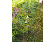 IMG 20170718 172210.jpg