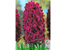 ��-���-�� ���-����. 85,5 ���. ��. (� �������� 3 �.). ������ �� 25 ��. ������� ������ 4 ��..jpg