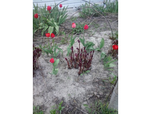 2016-05-01 15.57.13.jpg