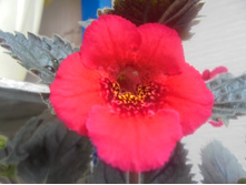 DSC05915.JPG