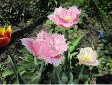 �������� ����������� ��-��� ���. ����2.jpg