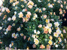 ����	Morden Sunrice