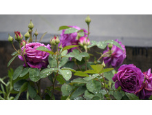 ����� ����