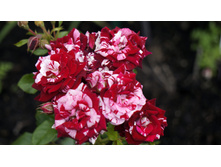 ����� ������