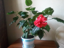 ������� �������� ��������