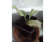 IMG 20170706 122648.jpg