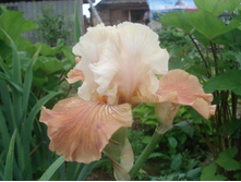 �����������: MANDARIN MORNING