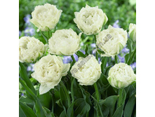 �������� �������� ������ ��-�� ���-���� ���. ����2..jpg