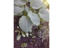 2017-06-20 14.31.06.jpg