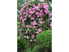 ����	John Davis