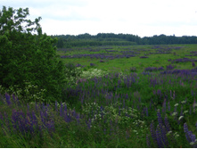 ������� ������