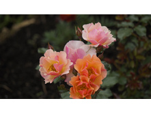 �������������� Jazz