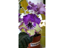 DS-����������