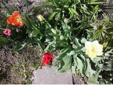 2017-05-07 14.08.09.jpg