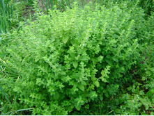 ���� ��������