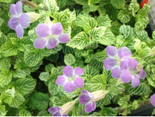 ��������� ��������