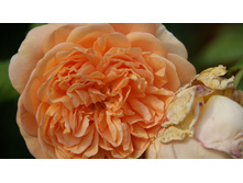 DSC07764 �� ����.jpg