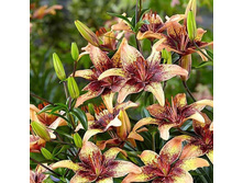 ����� ��-���� ��-��� ���. ����.jpg