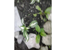 2017-06-19 20.24.20.jpg