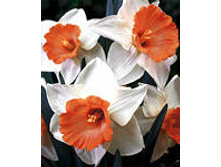 ���-����� ��������� ���-���-���� 75 ���. ��. (� �������� 3 ��.). ������ �� 40 ��. ������� ������� �� 10 ��.!!!!!!!!!!!!!! ��������.jpg